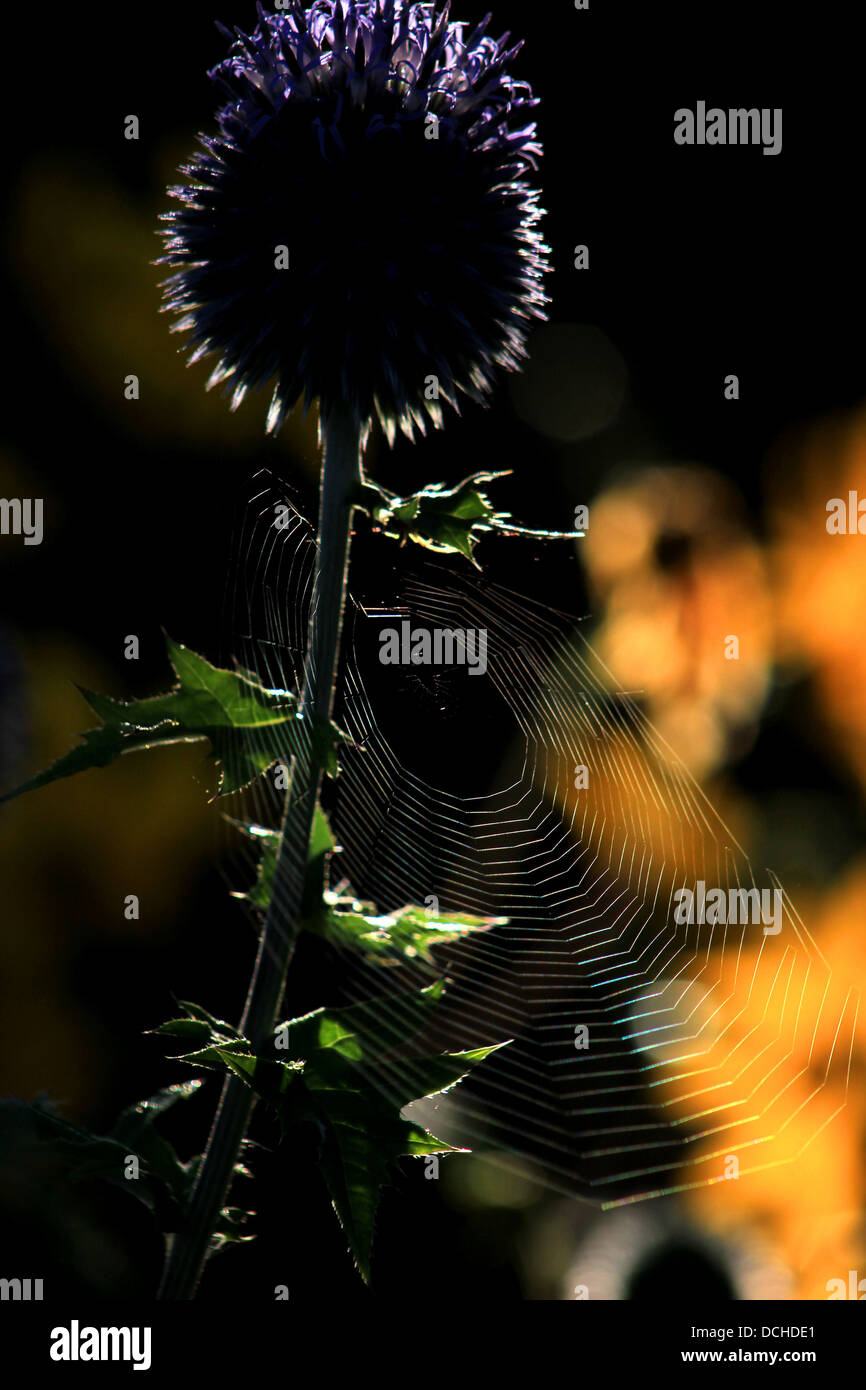 Backlit spider web sul globo terrestre thistle Foto Stock