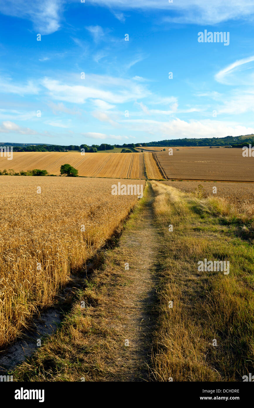 Un sentiero attraverso i campi di grano vicino al villaggio di Berwick, East Sussex, Regno Unito Foto Stock