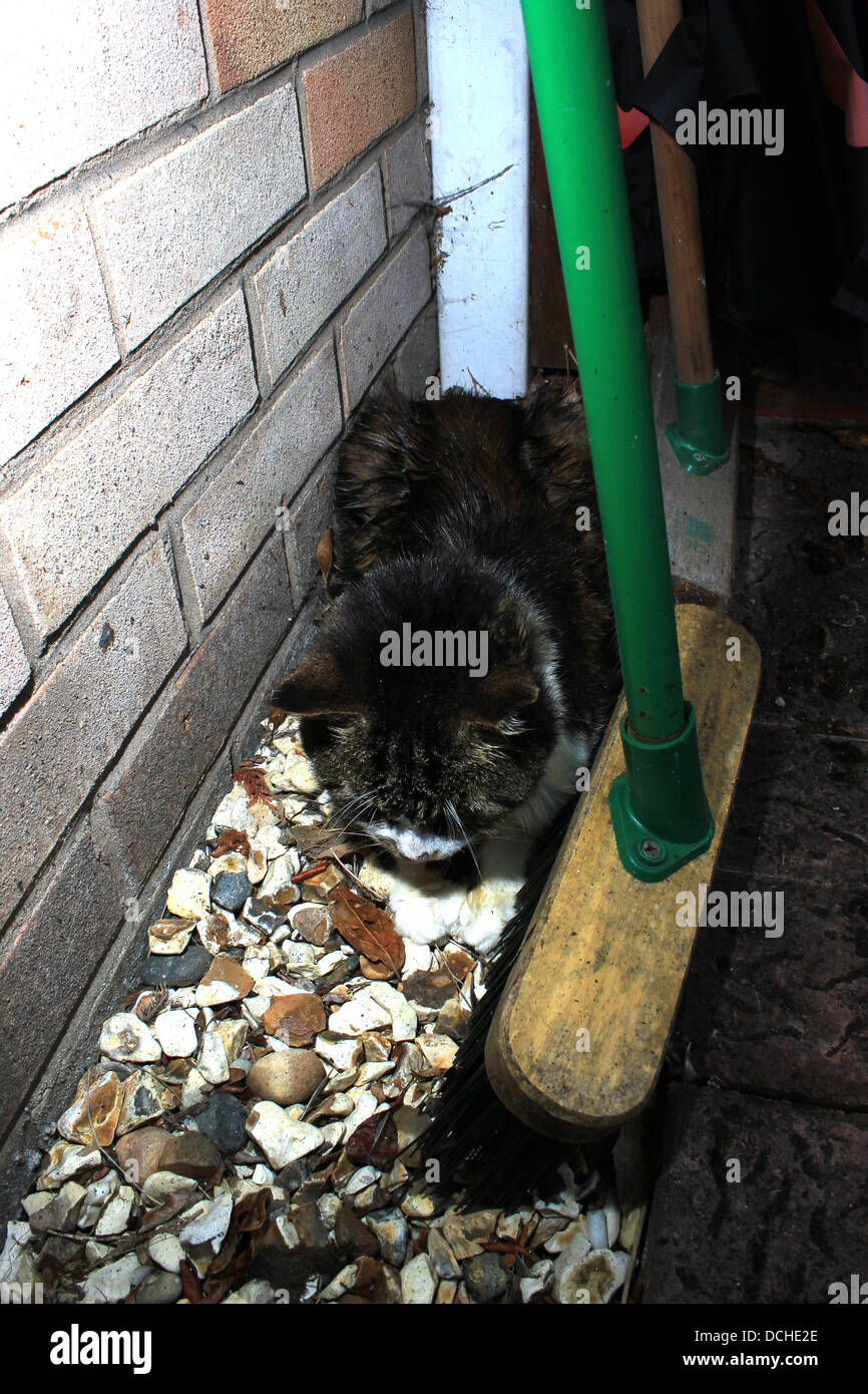 Gatto randagio sleeping Foto Stock