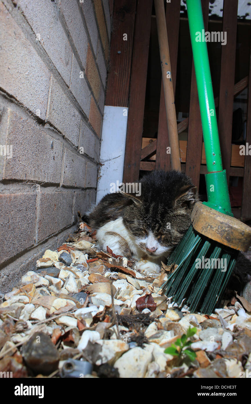 Gatto randagio sleeping Foto Stock