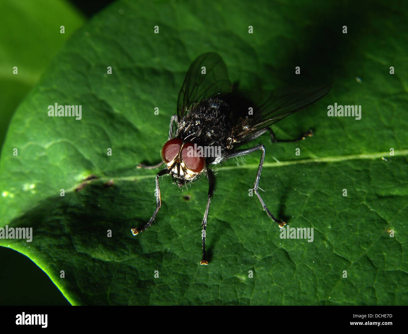 Casa volare sulla lamina Foto Stock