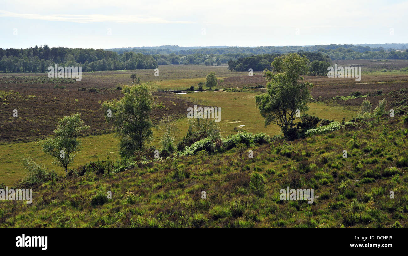 Valley bog vicino Dibden Purlieu nella nuova foresta, Hampshire, Inghilterra. Guardando ad ovest verso Ipley. Foto Stock