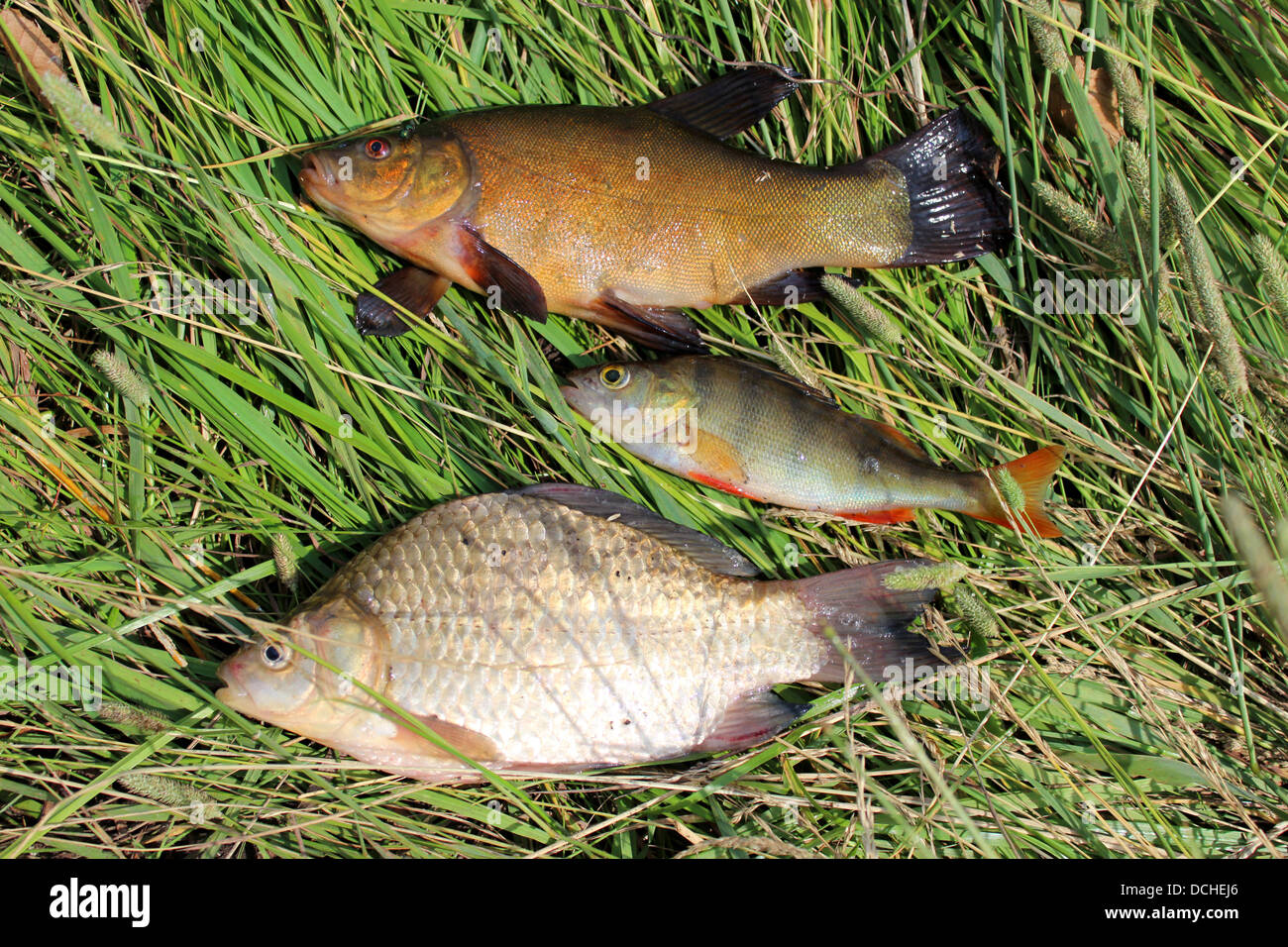 Immagine di catturati pesci tinca, persico e carassio Foto Stock