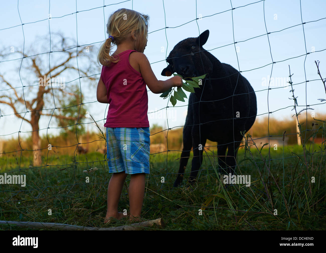 Bambino ragazza bionda alimentazione di pecora nera Foto Stock