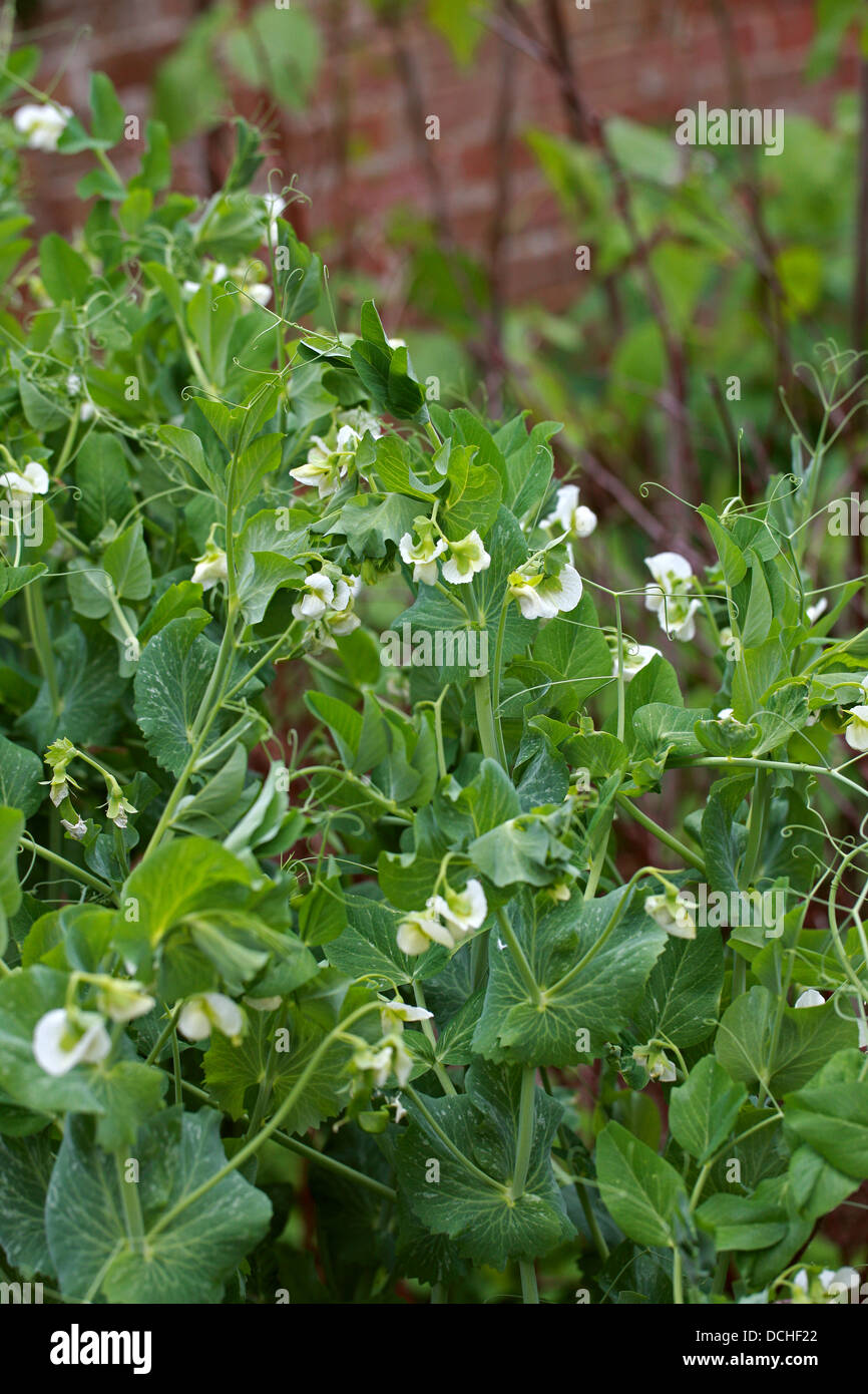 Giardino piselli, Pisum sativum, Fabaceae Foto Stock