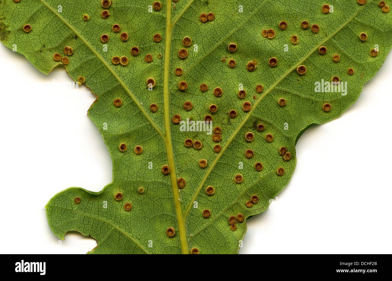 Pulsante di seta Spangle Gall, Neuroterus numismalis, Cynipidae, Hymenoptera. Gall wasp galli su una foglia di quercia. Foto Stock