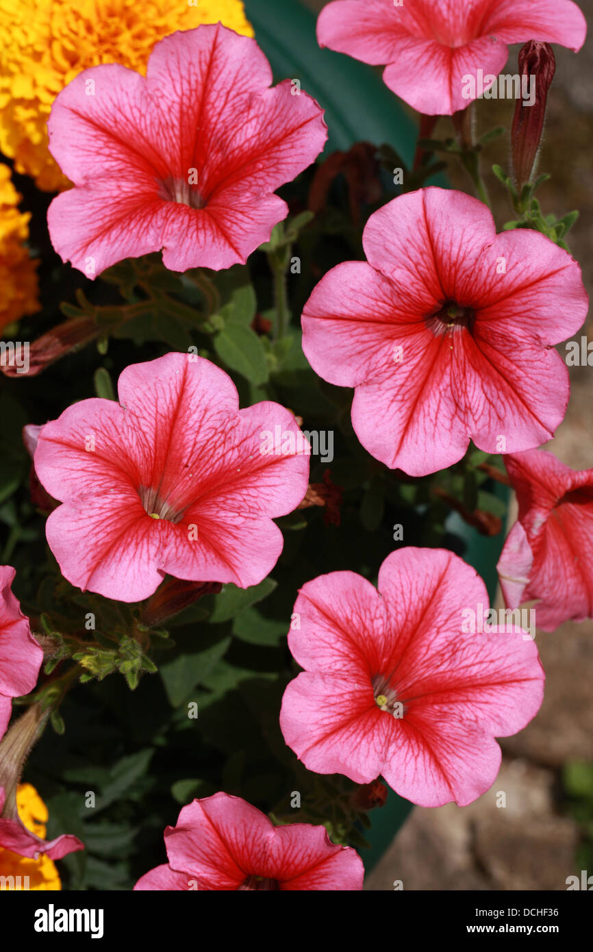 Ibrido F1 nelle petunie, × Petunia hybrida, solanacee. Origine del giardino. Foto Stock