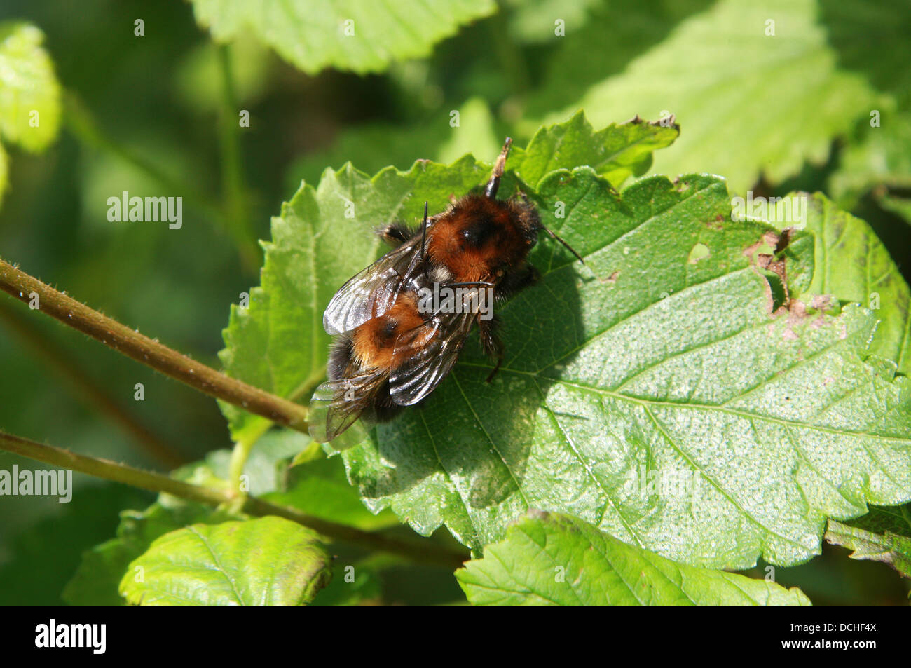 Regina e albero maschio bombi coniugata, Bombus hypnorum, Apidae, Hymenoptera. Foto Stock