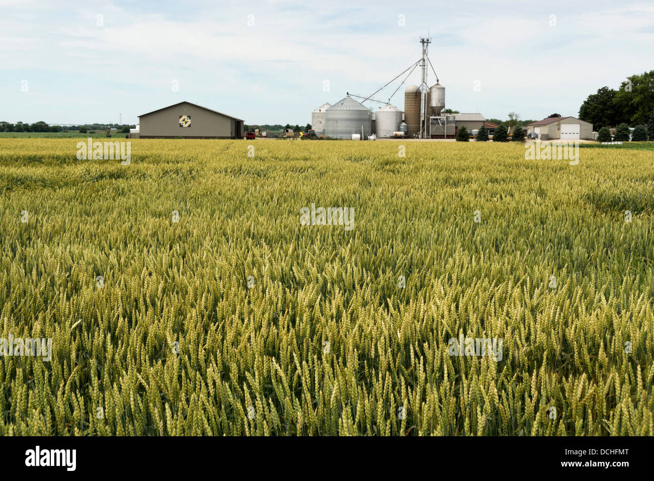 La maturazione del grano in un nord Illinois campo di fattoria. Foto Stock