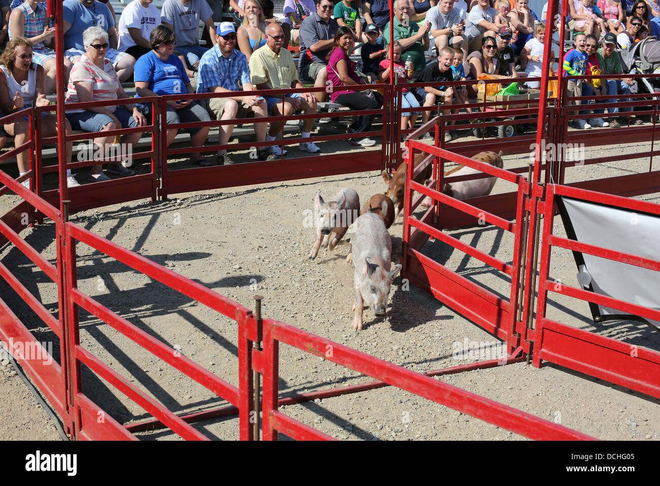 Gli spettatori a guardare le gare di maiale al Steele County Fair in Minnesota. Foto Stock