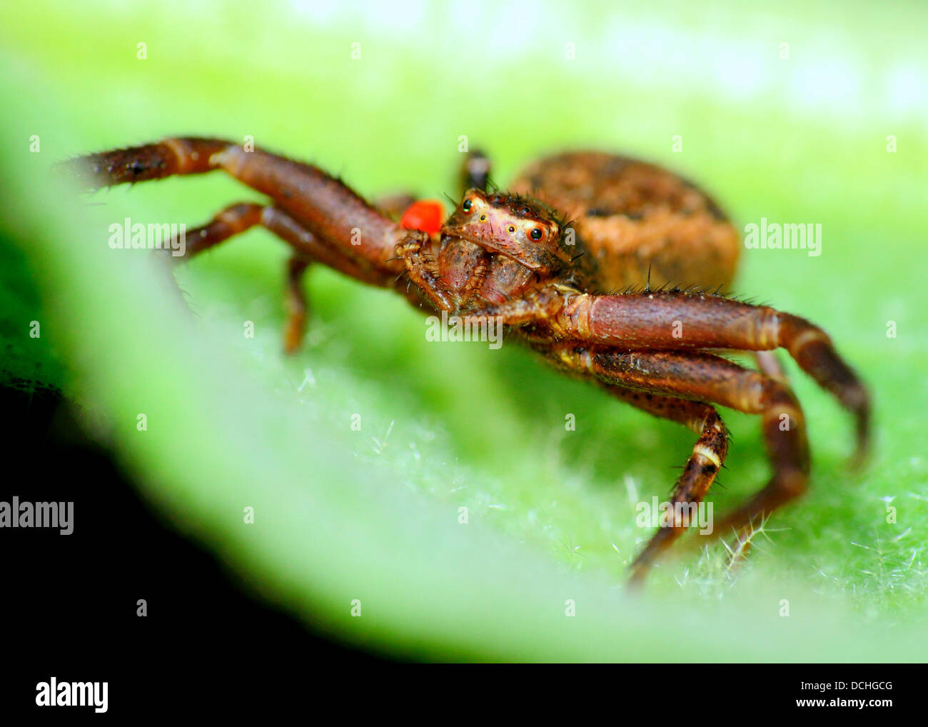 Una macro vista dettagliata di un ragno granchio arroccato su una foglia con un acaro rosso ad attaccarlo. Foto Stock