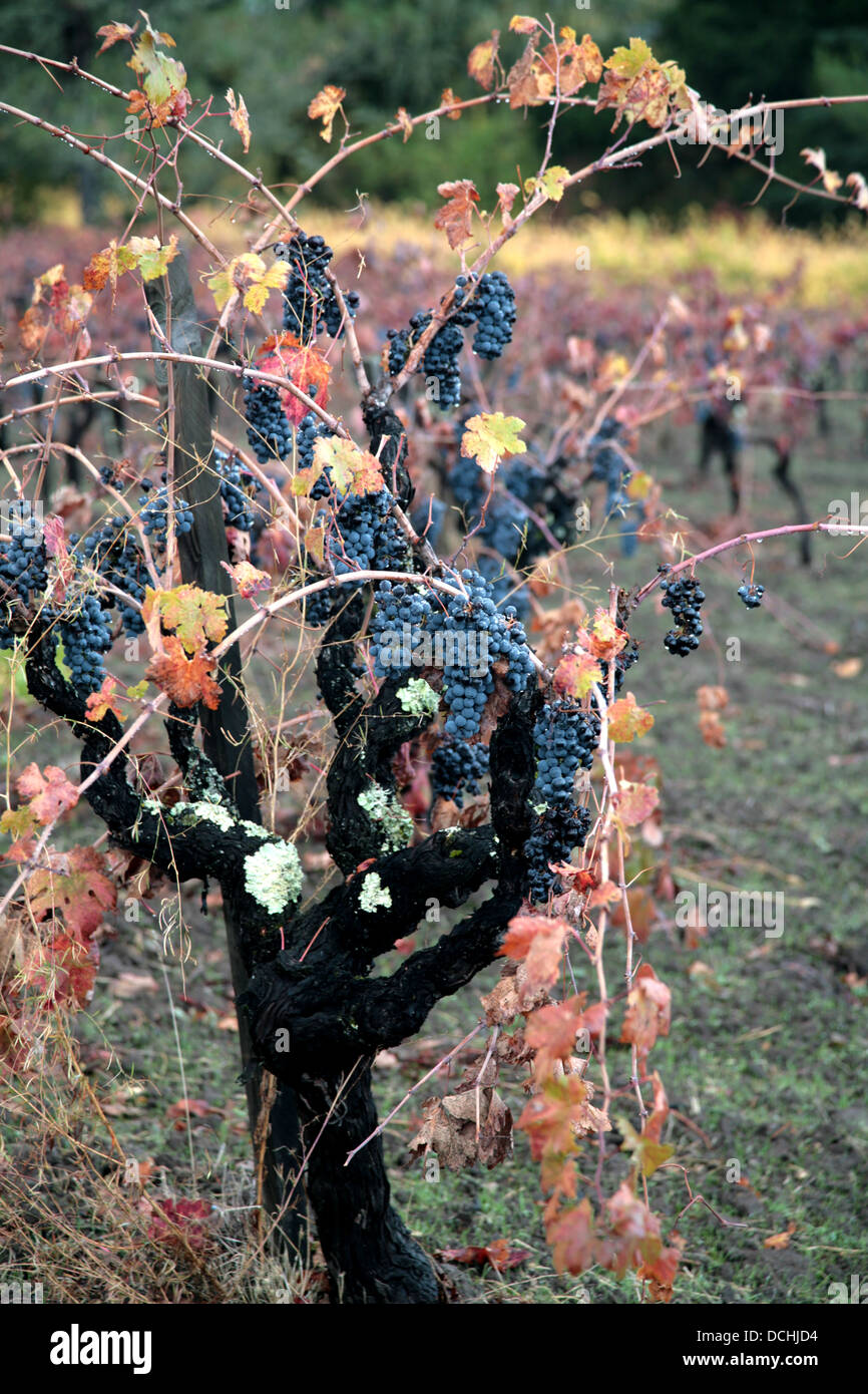 Autunno vitigni, Napa Valley, California Foto Stock
