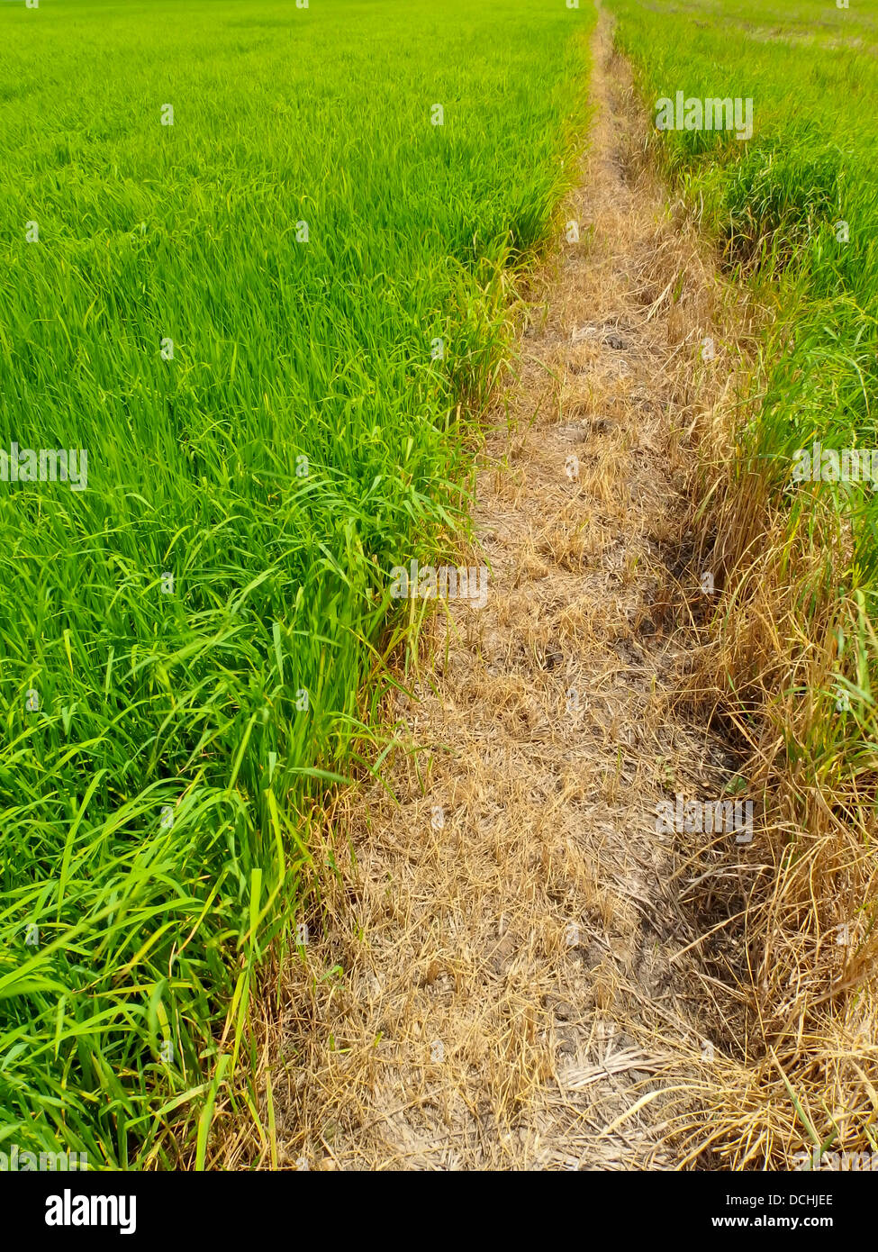 Piccolo corridoio tra i campi di riso. Foto Stock