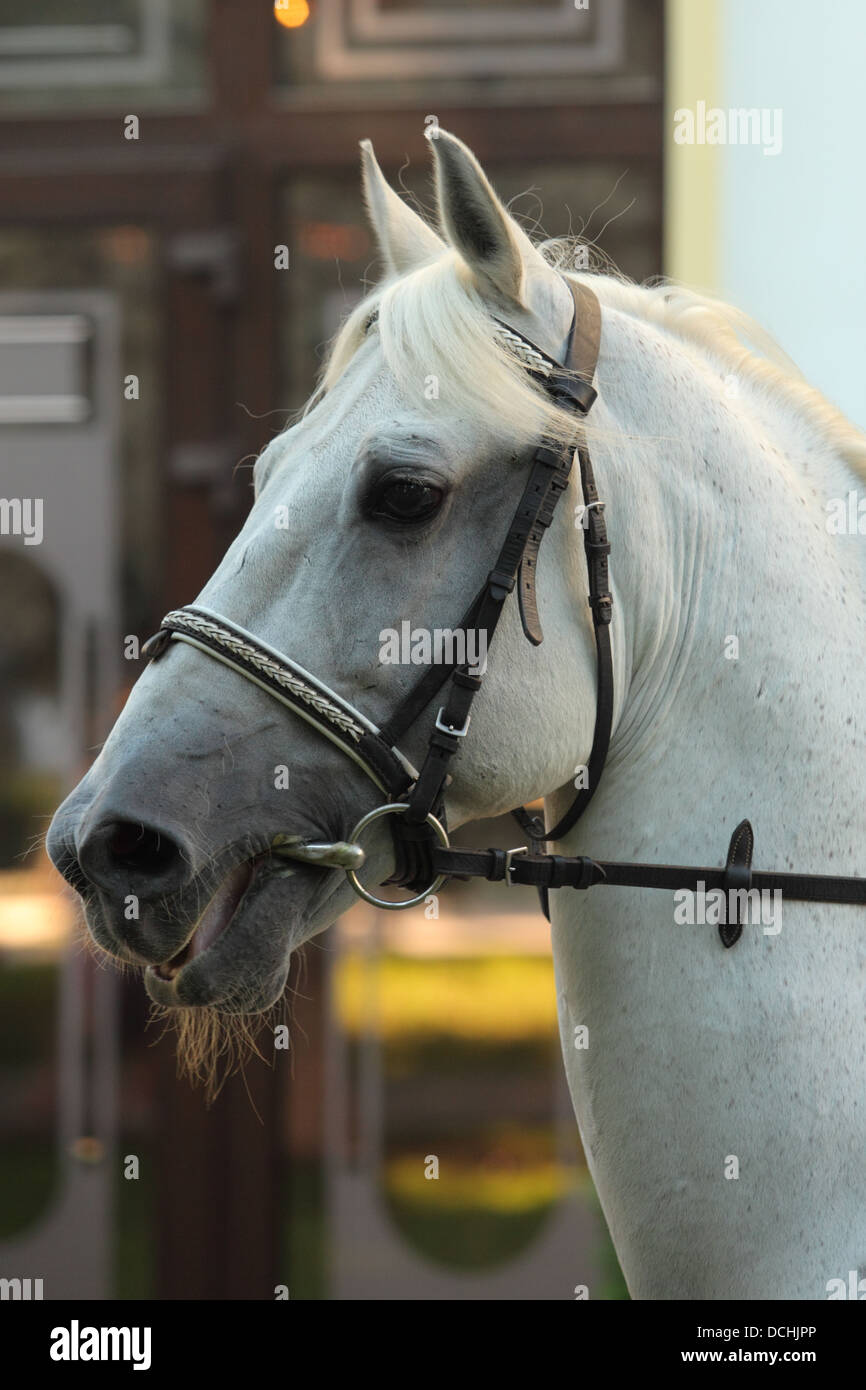Puro Cavallo Spagnolo, PRE, Cavallo andaluso Foto Stock
