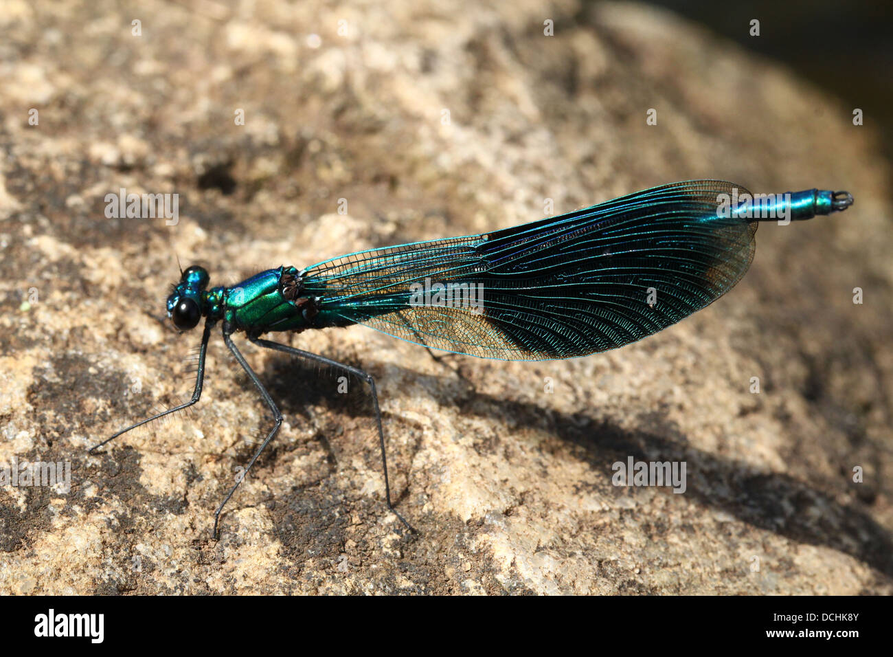 Dettagliato di close-up di un maschio di nastrare Demoiselle (Calopteryx splendens) damselfly Foto Stock