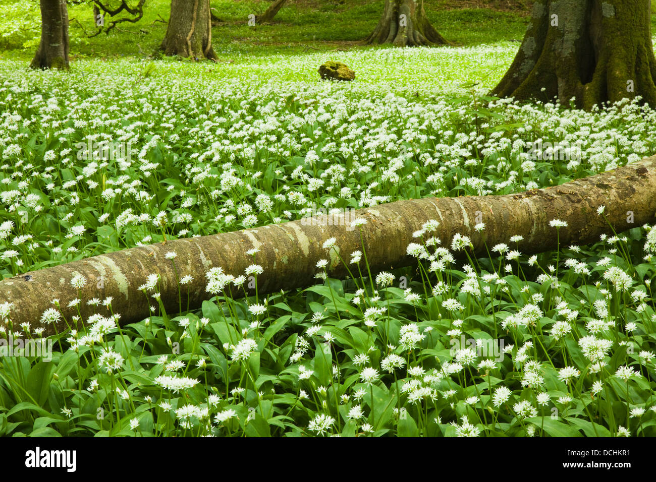 Bianco Fiori Selvatici crescente tra gli alberi; Killarney, nella contea di Kerry, Irlanda Foto Stock