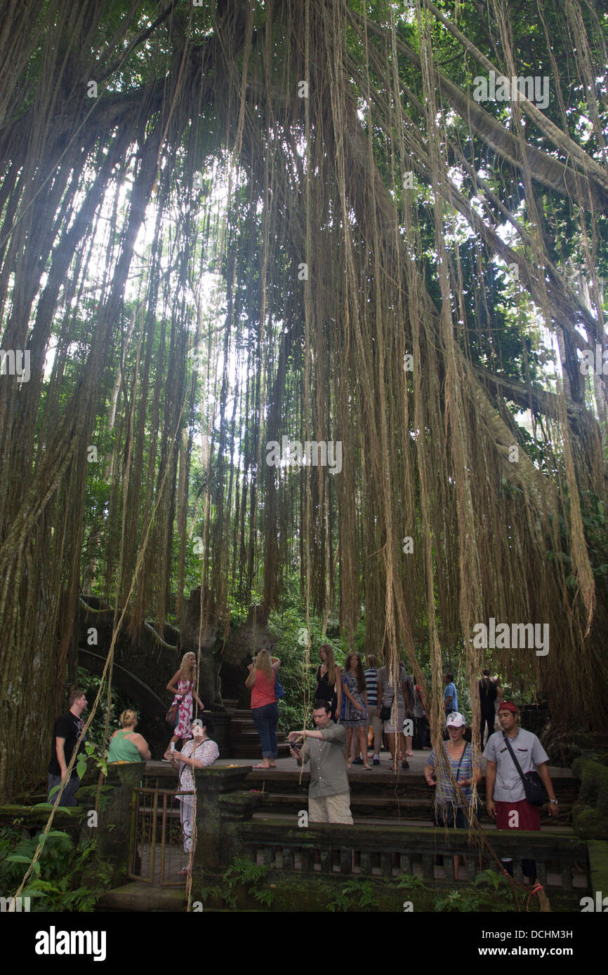 La sacra Foresta delle Scimmie di Padangtegal - Ubud - Bali Foto Stock