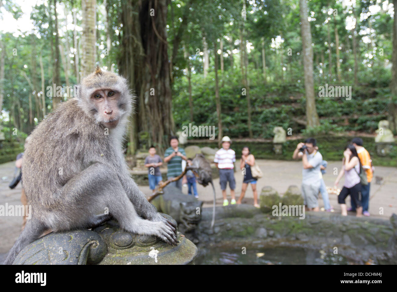 La sacra Foresta delle Scimmie di Padangtegal - Ubud - Bali Foto Stock