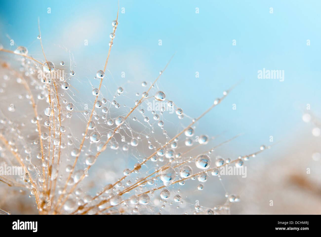 Seme di tarassaco con gocce d'acqua Foto Stock