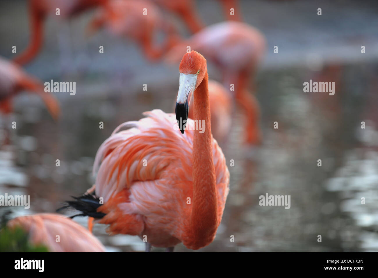 American Flamingo (Phoenicopterus ruber) Foto Stock