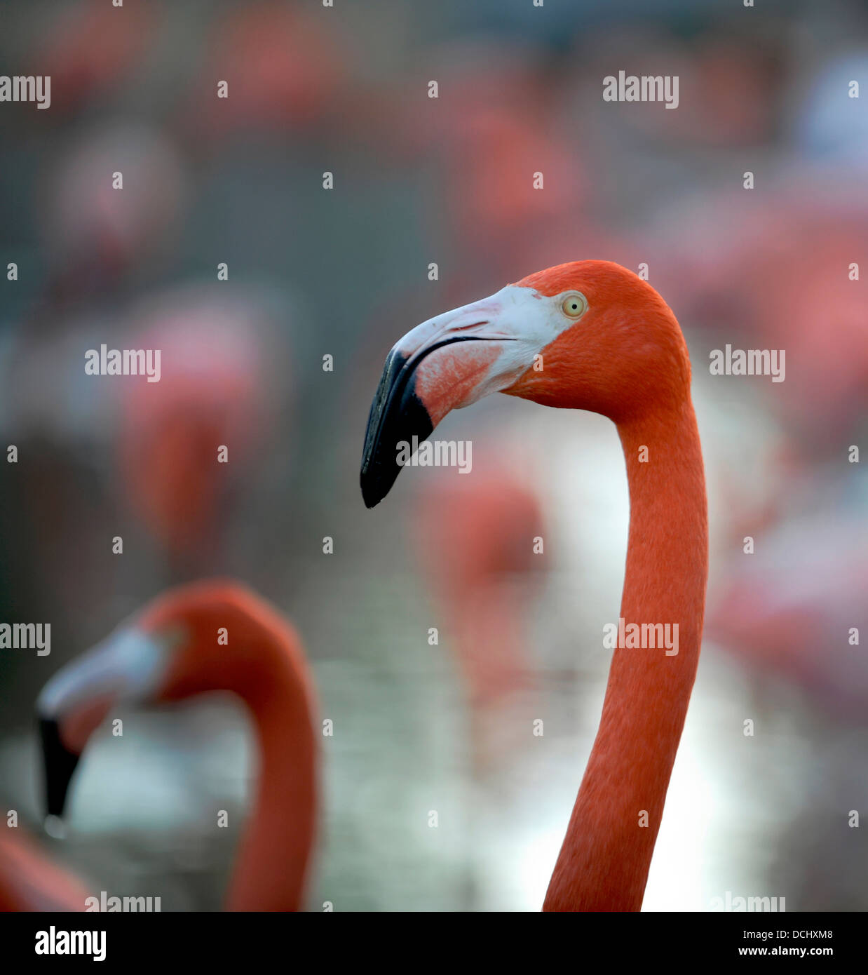 American Flamingo (Phoenicopterus ruber) Foto Stock