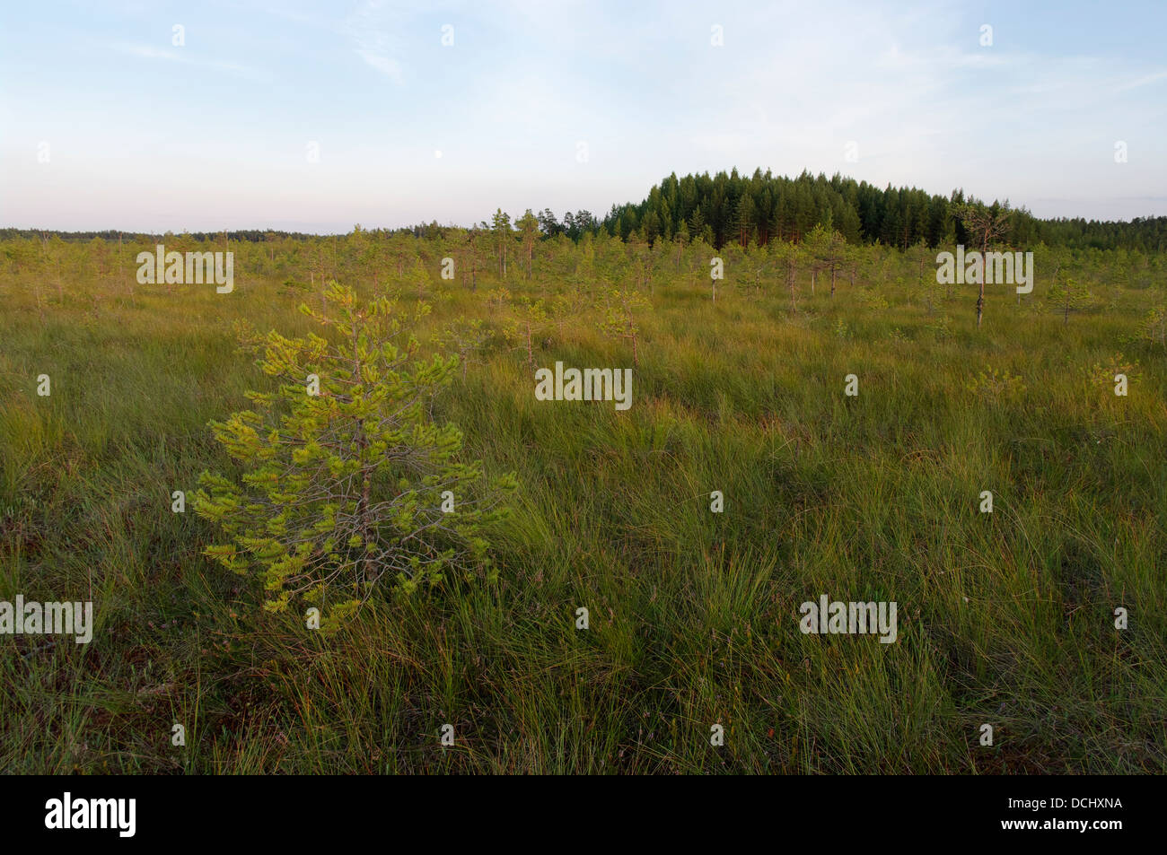 Serata Panorama visto dal sentiero natura della Meenikunno Bog, Estonia, UE Foto Stock