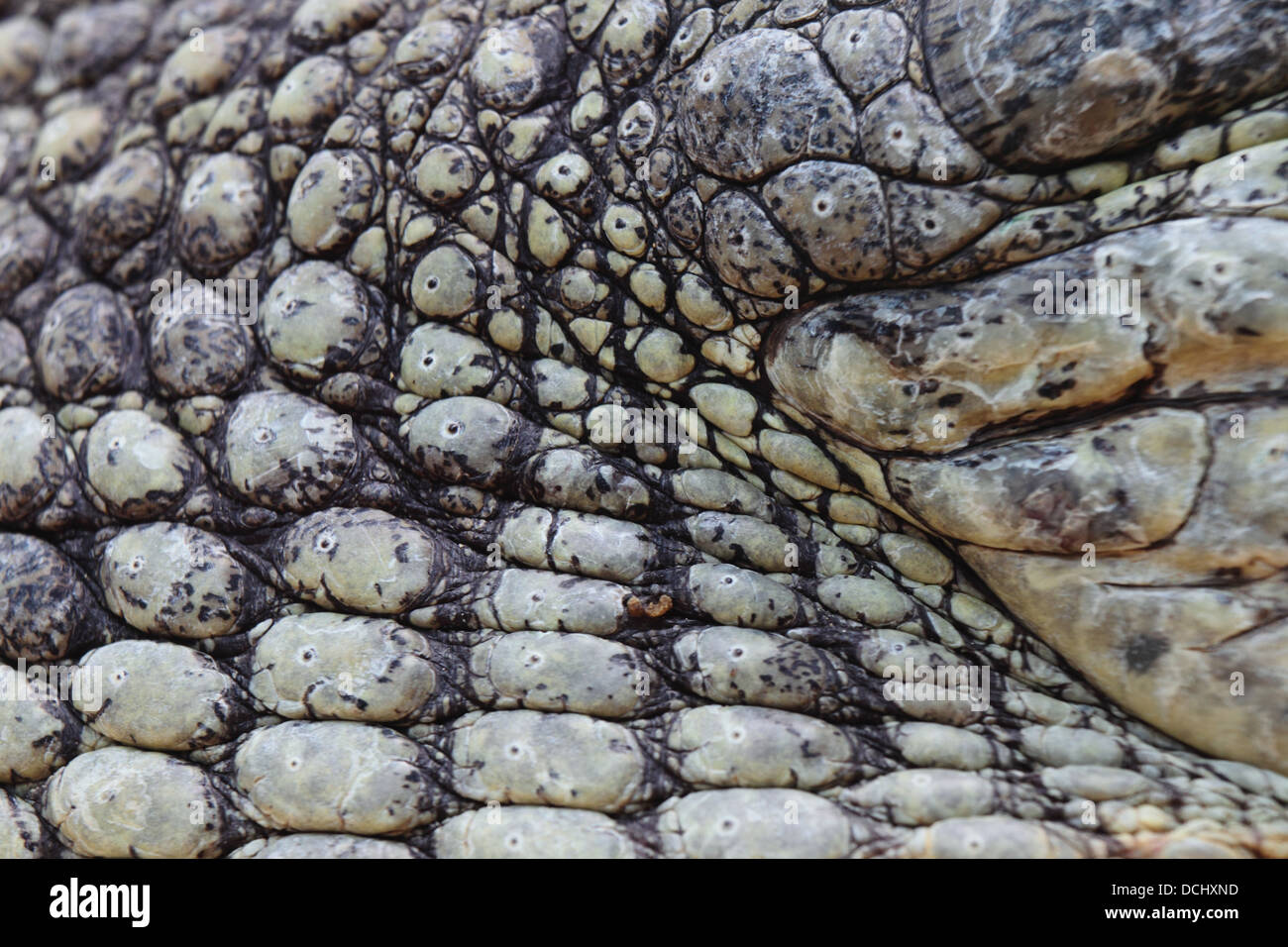 Close up di un coccodrillo del Nilo pelle Foto Stock