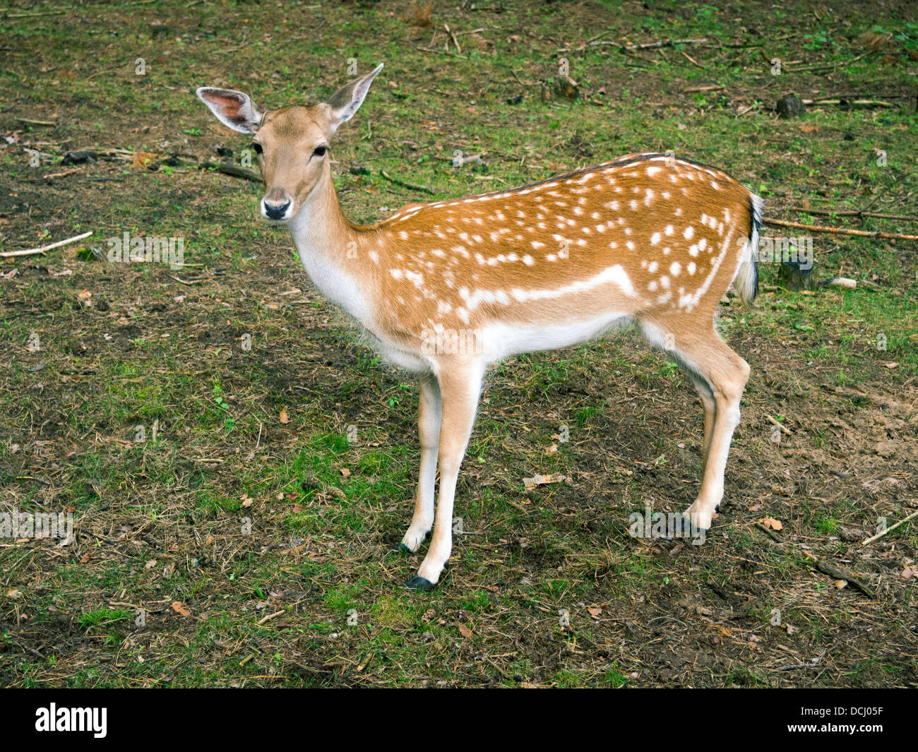 Pezzati deer vitello nella foresta di estate Foto Stock