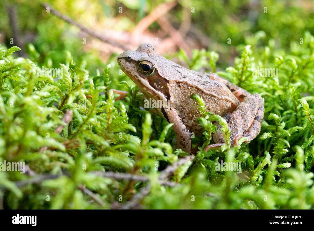 Rana comune si trova nel verde muschio umido Foto Stock