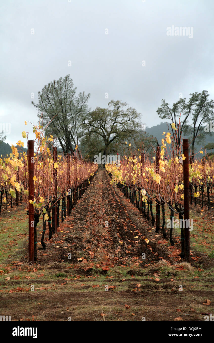Autunno vitigni, Napa Valley, California Foto Stock