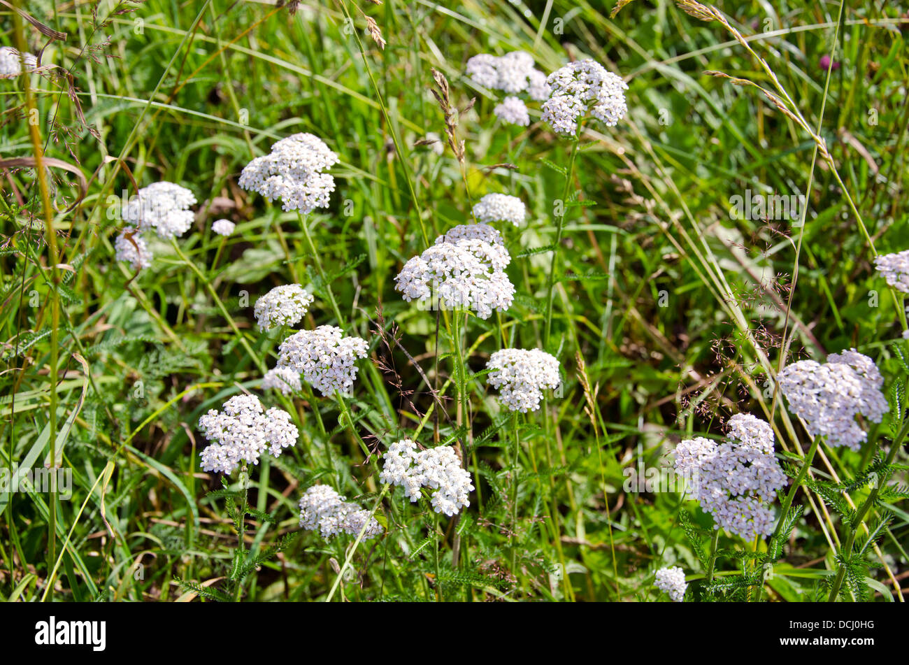 Erba medica comune (Achillea Achillea millefolium) in fiore.prato naturale Foto Stock
