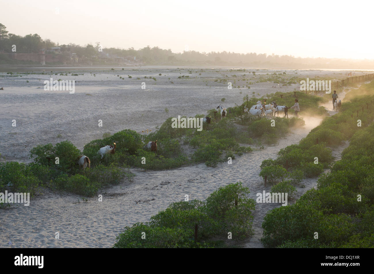 Capretta herders sulle rive del fiume Yamuna al crepuscolo / Crepuscolo. Agra, India Foto Stock