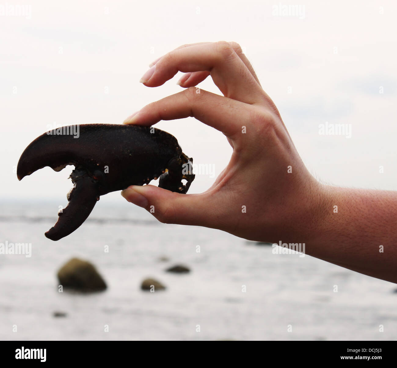 Una mano che tiene un enorme artiglio granchio trovato su una spiaggia Foto Stock