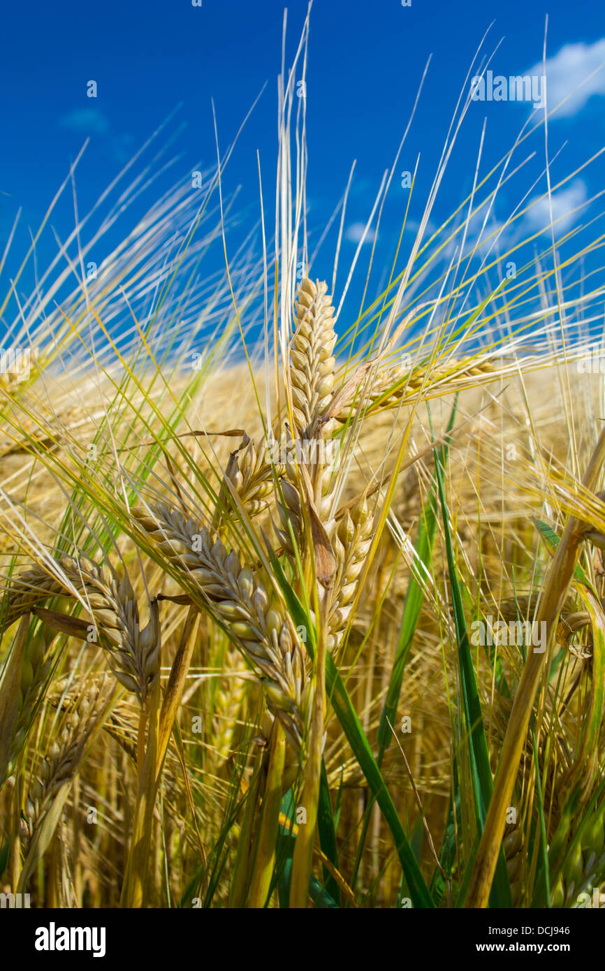Frumento maturo Foto Stock