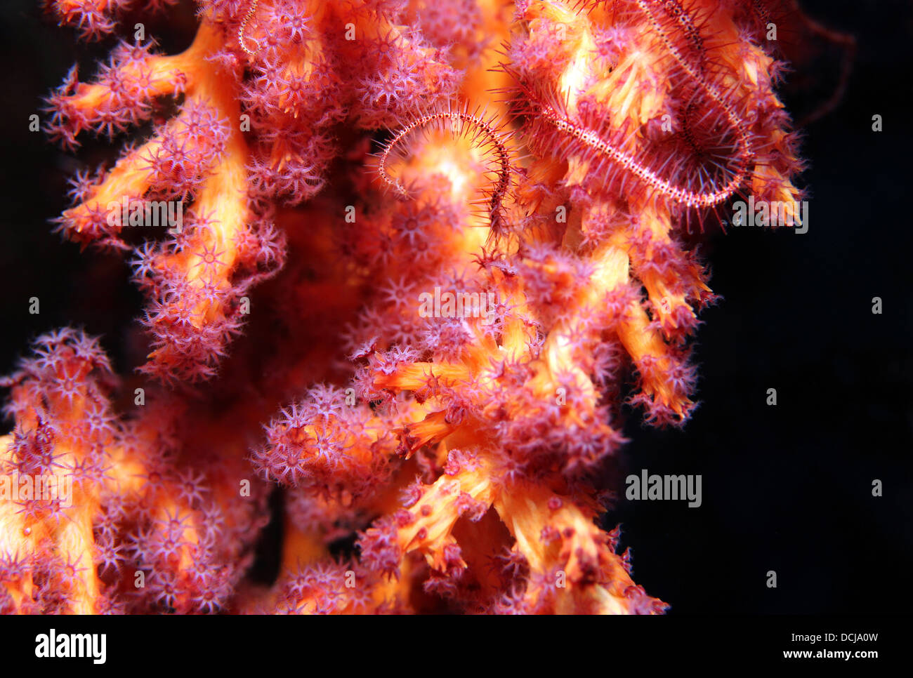Close-up di un Soft Coral, Bunaken, Indonesia Foto Stock