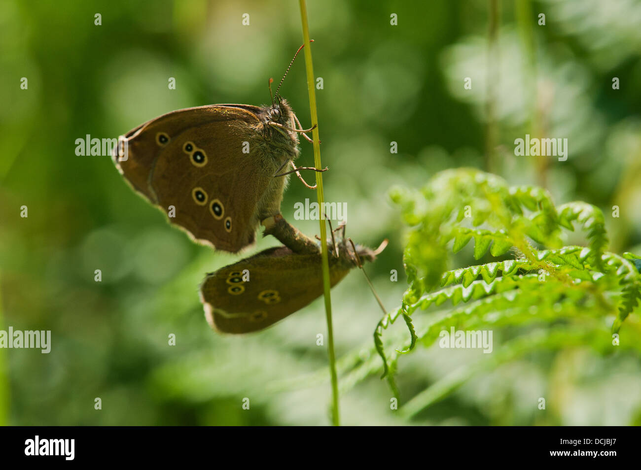 Anello di accoppiamento delle farfalle Foto Stock
