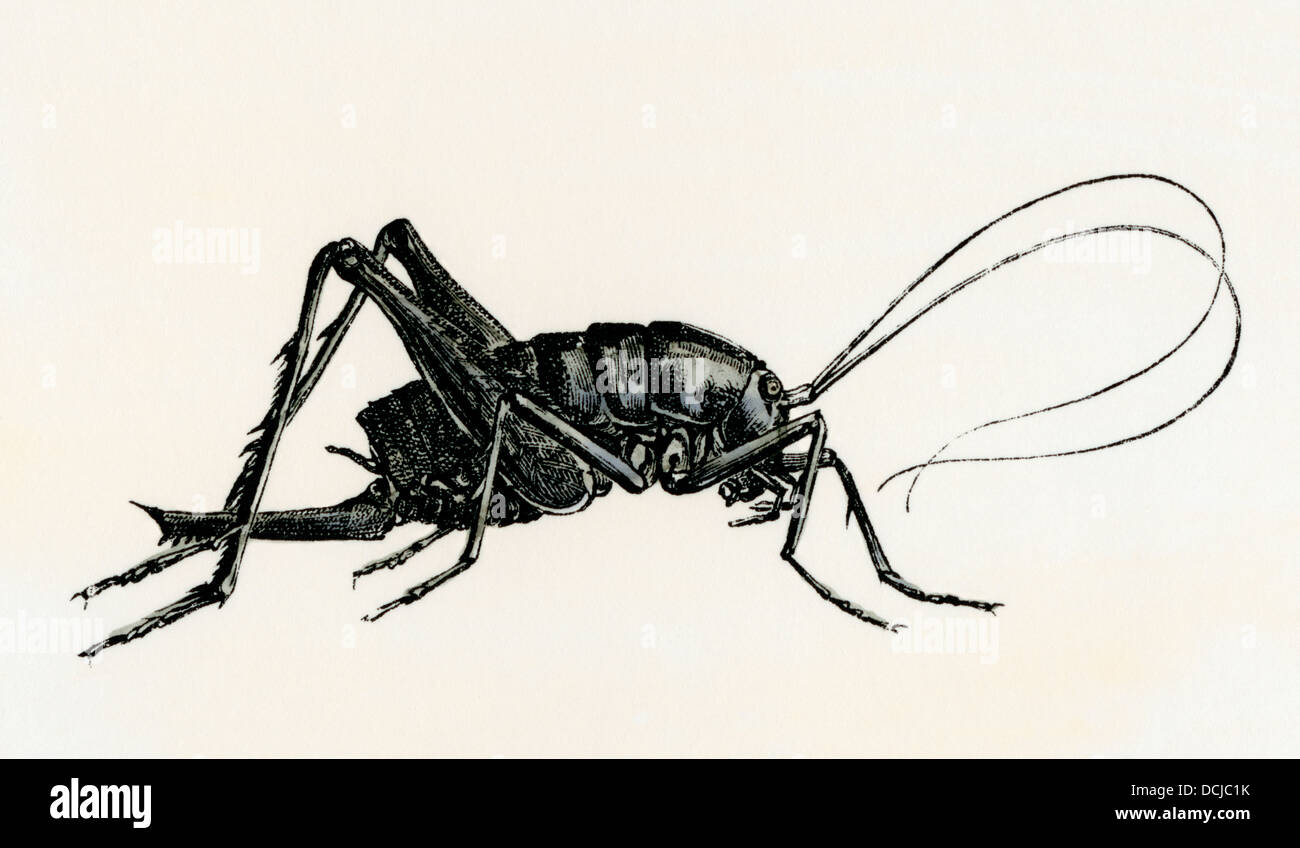 Avvistato wingless cricket. Colorate a mano la xilografia Foto Stock