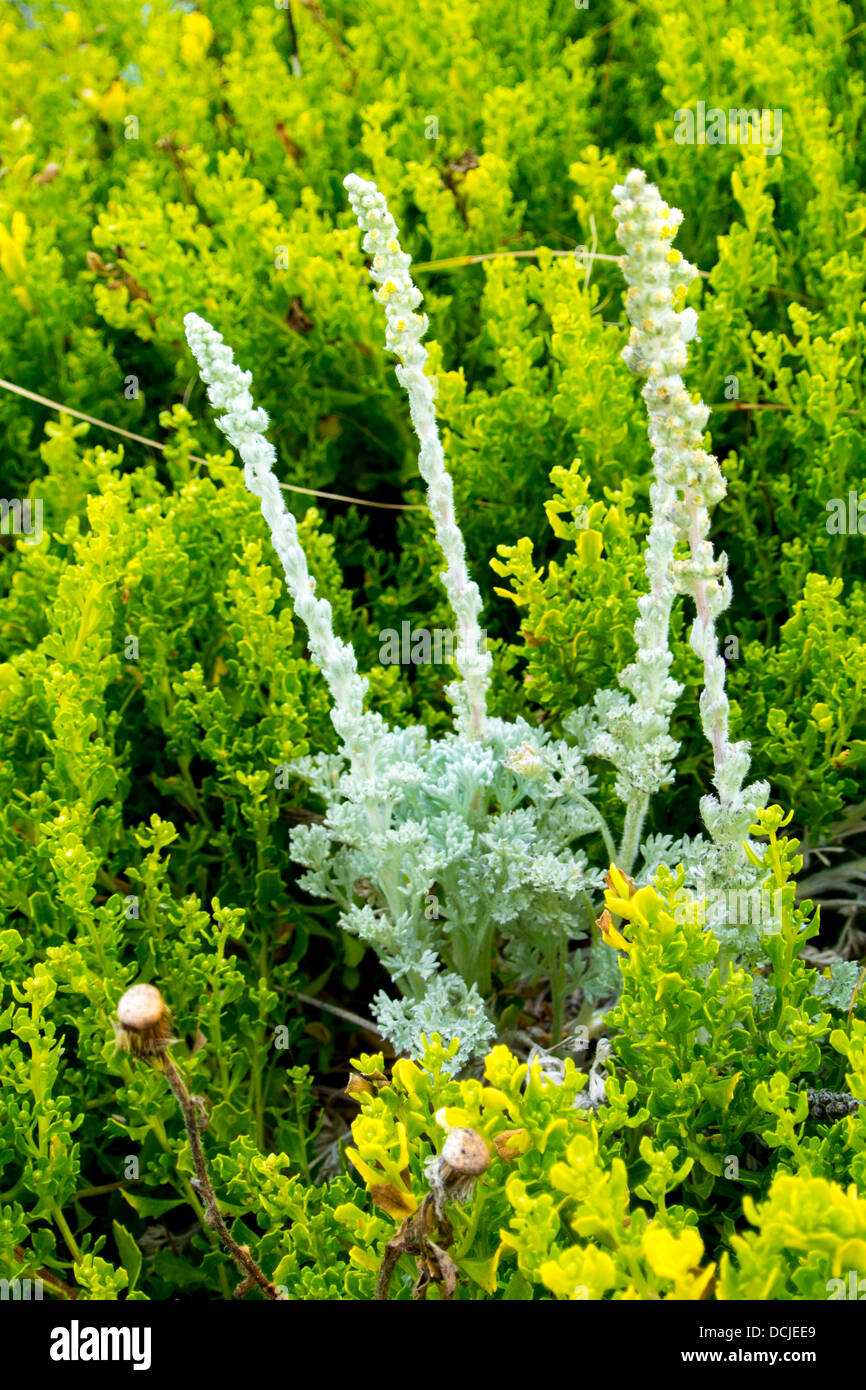 Giovani sandhill salvia, Artemisia pycnocephala, vegetazione spiaggia (filamento) Asilomar state beach, Pacific Grove, California Foto Stock