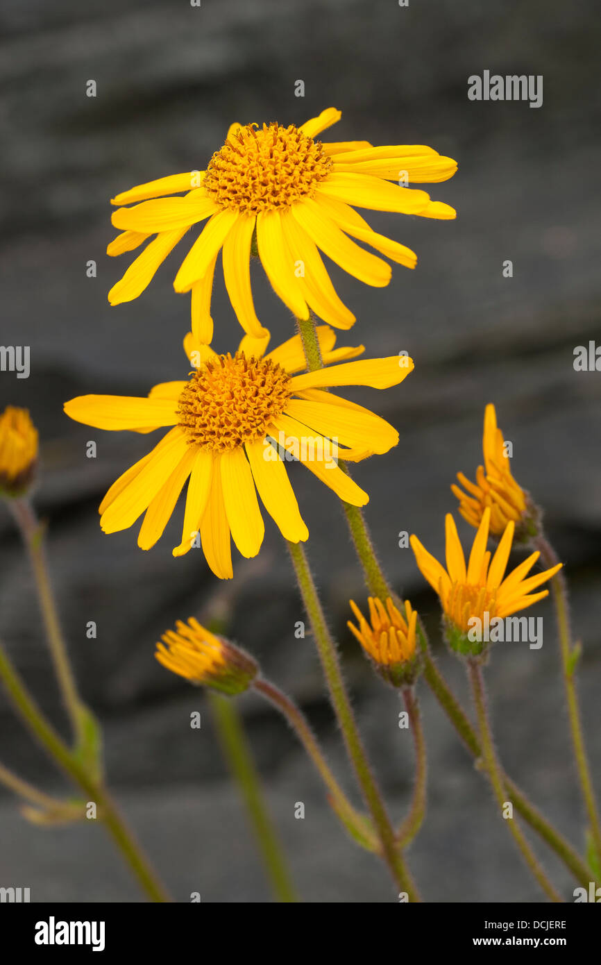 Arnica, Leopard's Bane, lupo's bane, montagna tabacco, echte arnika, bergwohlverleih, berg-wohlverleih, arnica montana Foto Stock