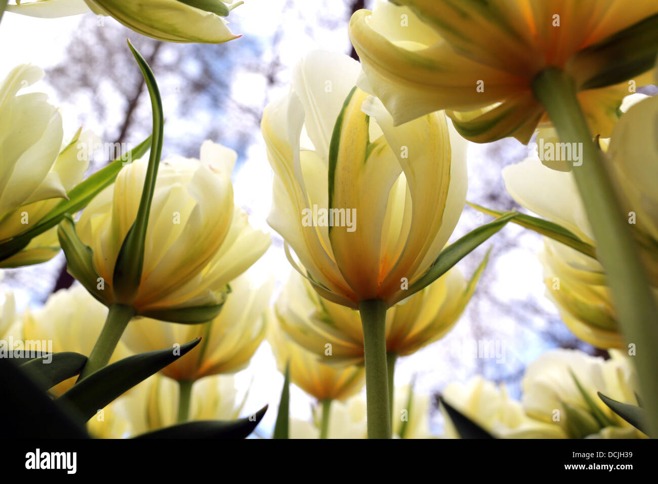 Fioritura di tulipani in Olanda. Dei 1.700 varietà di tulipani, circa il 80% provengono dall'Olanda. Foto Stock