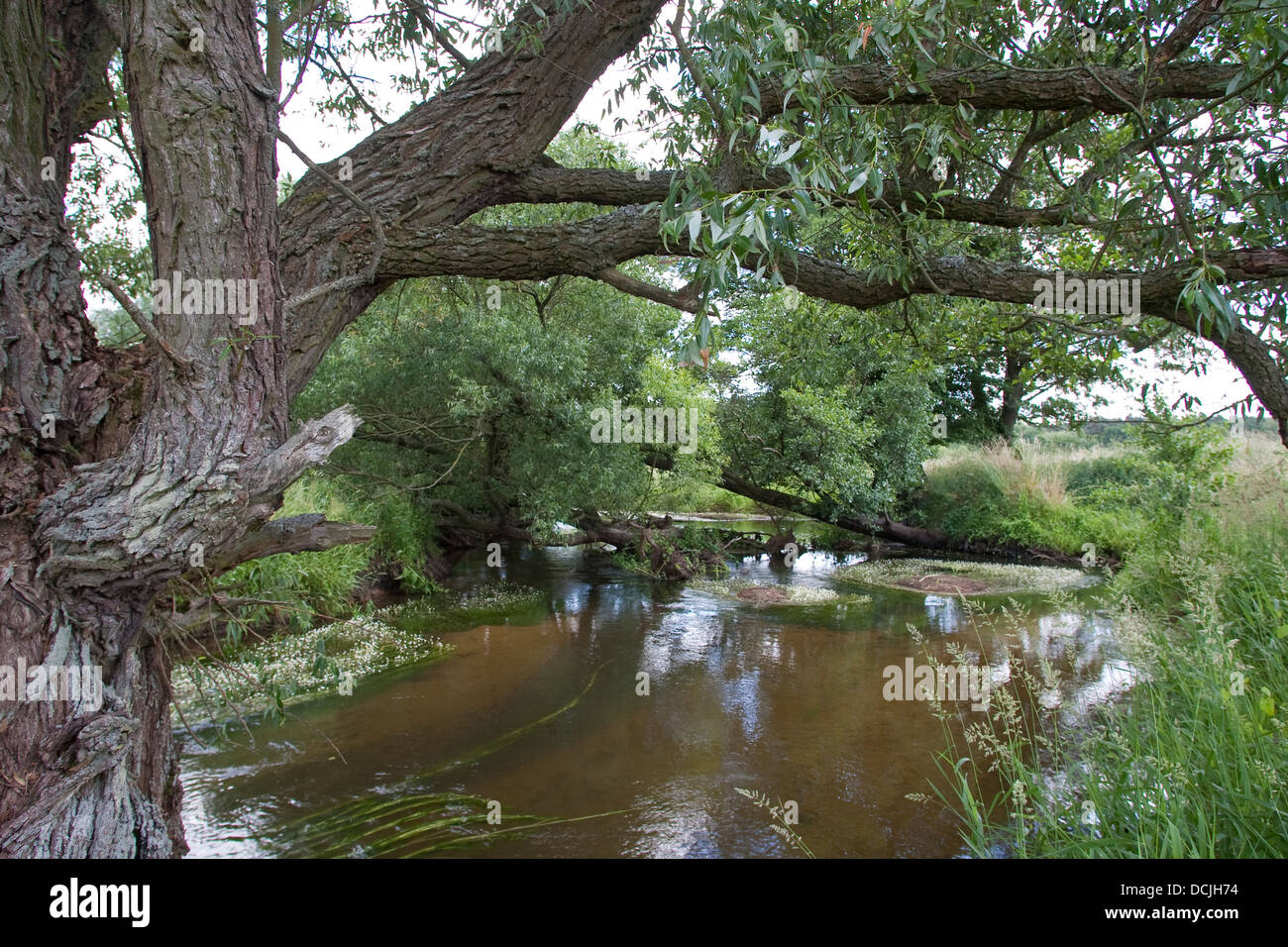 Brook, sul fiume rivolo, stream, Naturnaher Flachlandbach, Bach, Fluß, Fluss Foto Stock