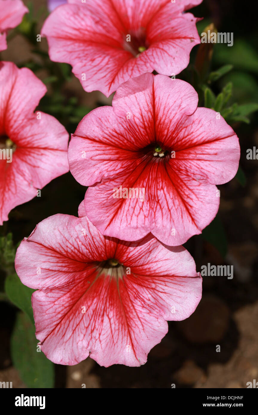 Ibrido F1 nelle petunie, × Petunia hybrida, solanacee. Origine del giardino. Foto Stock