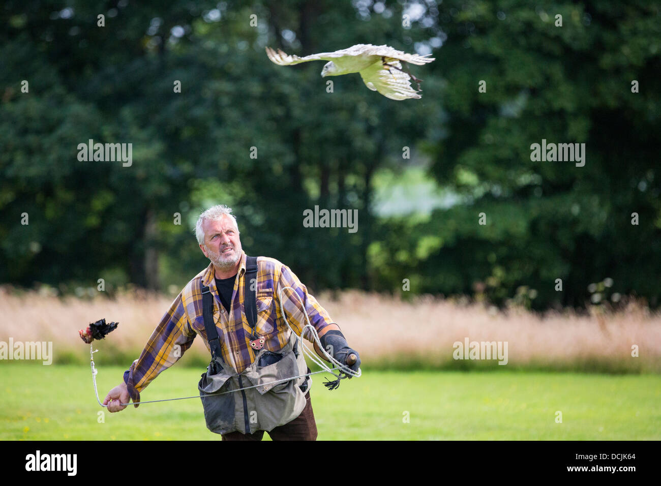 Un display di falconeria a Lowther rapace centro vicino a Penrith, Cumbria, Regno Unito, Foto Stock