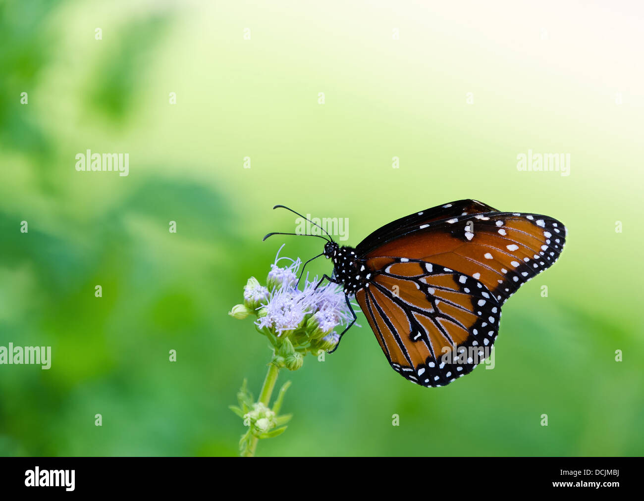 Regina butterfly (danaus gilippus) alimentazione su Gregg di fiori di nebbia Foto Stock