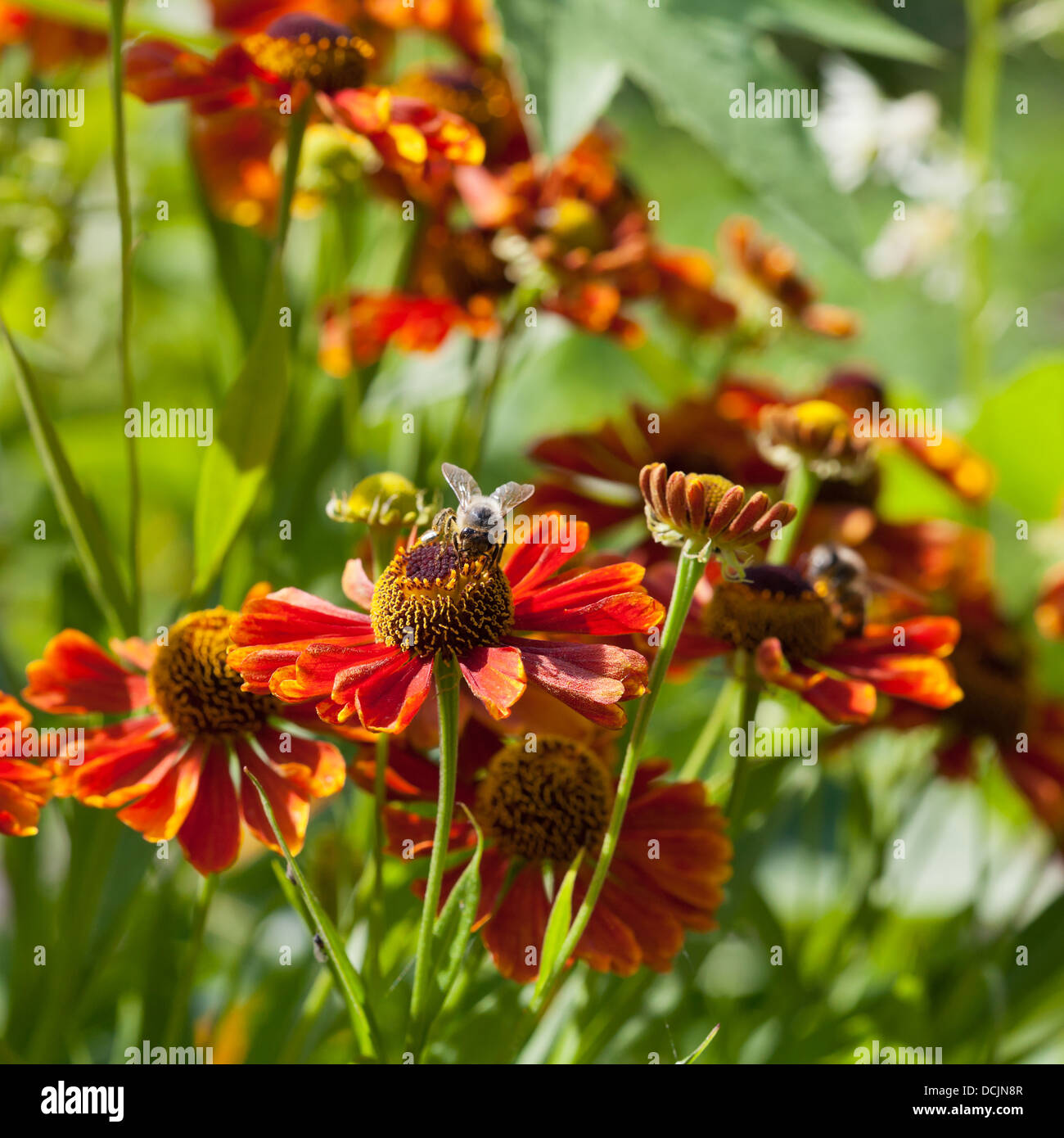 Il miele delle api raccoglie il nettare dai fiori gaillardia close up Foto Stock