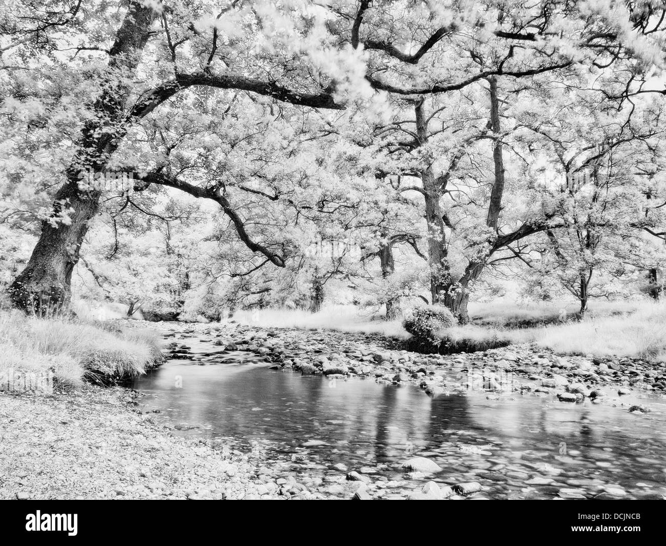 Infrarossi, Fiume Wyre, Abbeystead, Lancashire, Regno Unito Foto Stock