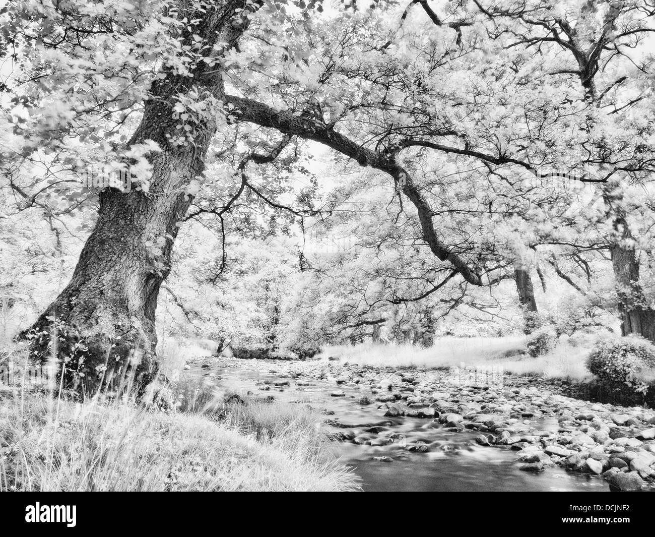 Infrarossi, Fiume Wyre, Abbeystead, Lancashire, Regno Unito Foto Stock