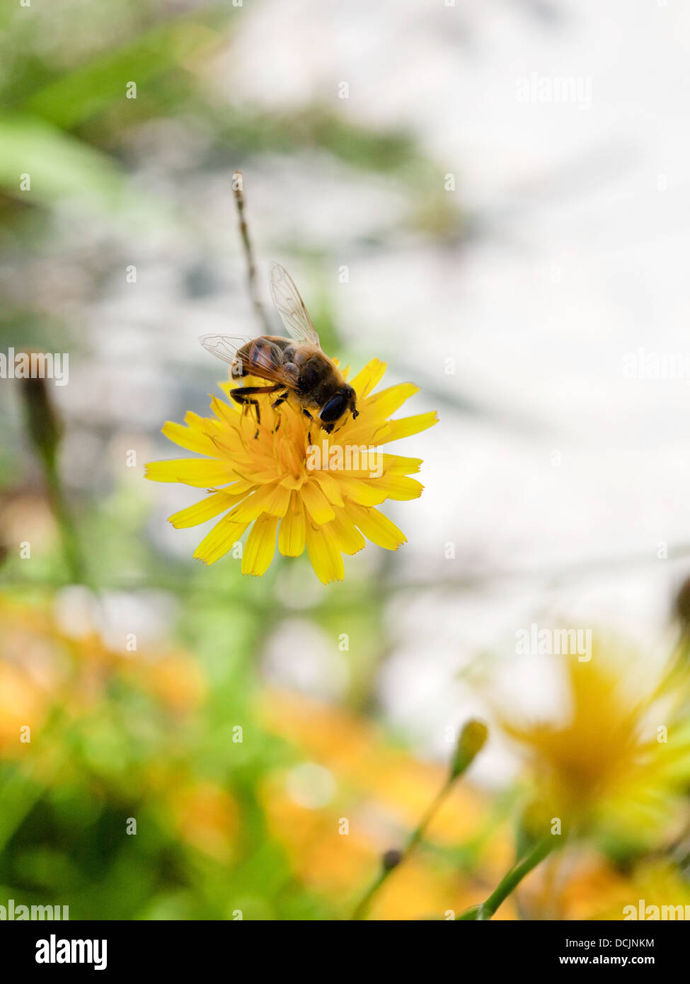 Il miele delle api feed nettare dal fiore giallo di close up Foto Stock