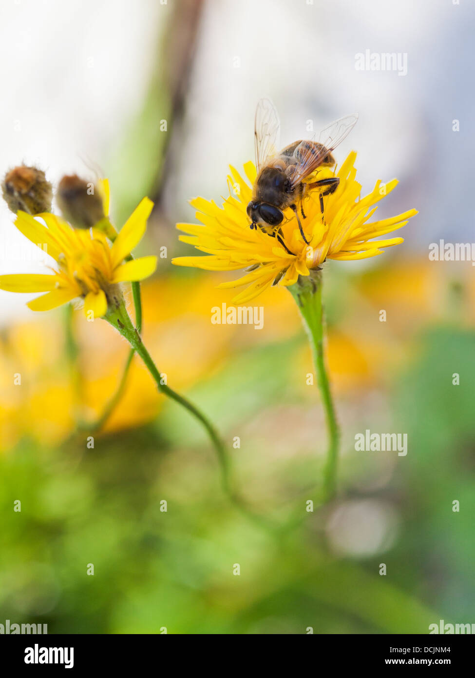 Il miele delle api feed polline dal fiore giallo di close up Foto Stock