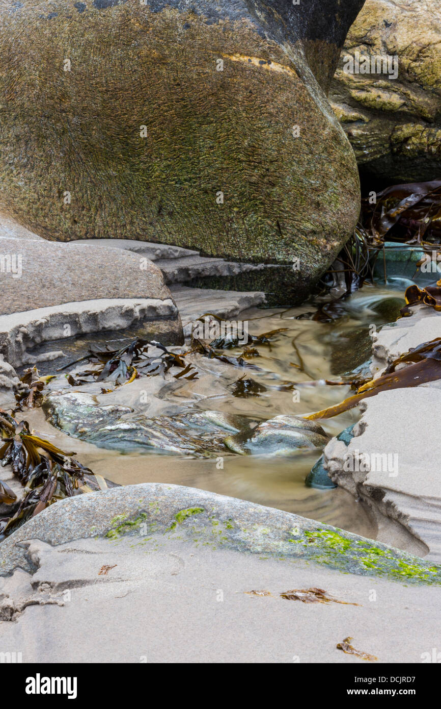 Micro/Macro paesaggio dalla in ed intorno a Murlough Bay County Antrim Irlanda del Nord Foto Stock